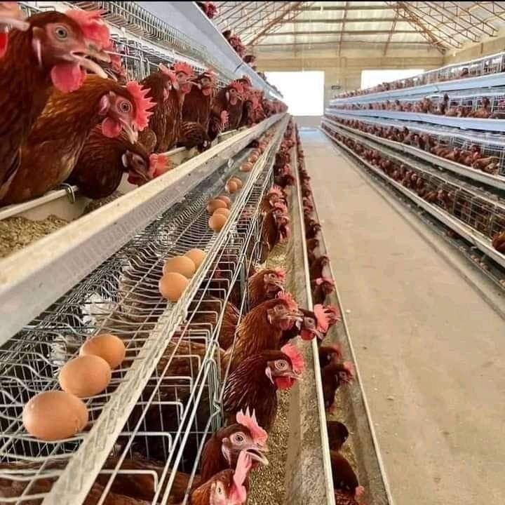 Ferme avicole en Côte d'Ivoire